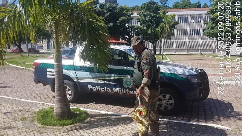 Sucuri filhote de 2 metros é capturada em Centro de Convenções do Pantanal; animal foi solto no rio Paraguai