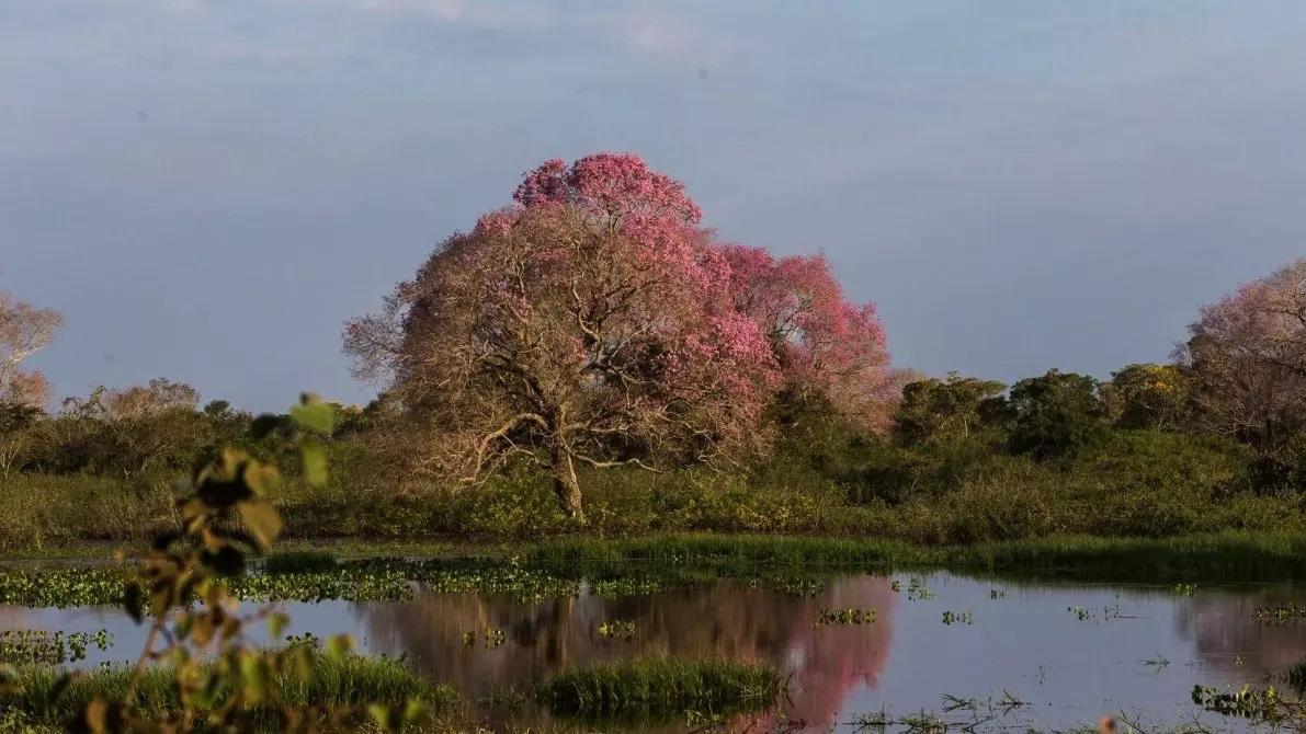 Governo cita novela Pantanal e TRE-MS autoriza campanha de publicidade de turismo